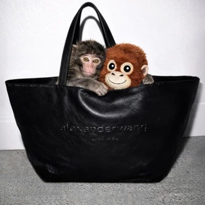 张予曦同款小号！Alexander Wang Punch 托特<br />&nbsp;&nbsp;&nbsp;&nbsp;&nbsp;&nbsp;&nbsp;7折&nbsp;$276.5（约1861.43元）